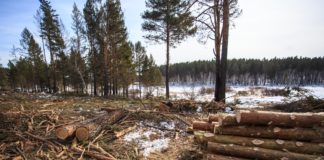 Из Иркутской области незаконно вывезли в Китай более 3,5 тысяч кубометров древесины. Фото: recyclemag.ru