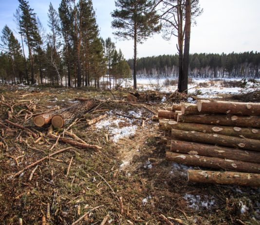 Из Иркутской области незаконно вывезли в Китай более 3,5 тысяч кубометров древесины. Фото: recyclemag.ru