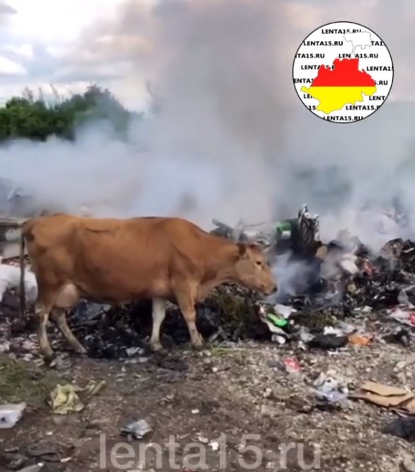 Коровы пасутся на свалке. Скриншот: Lenta15.ru