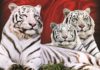 белые тигры